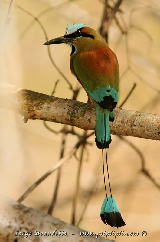 Motmot à sourcils bleus