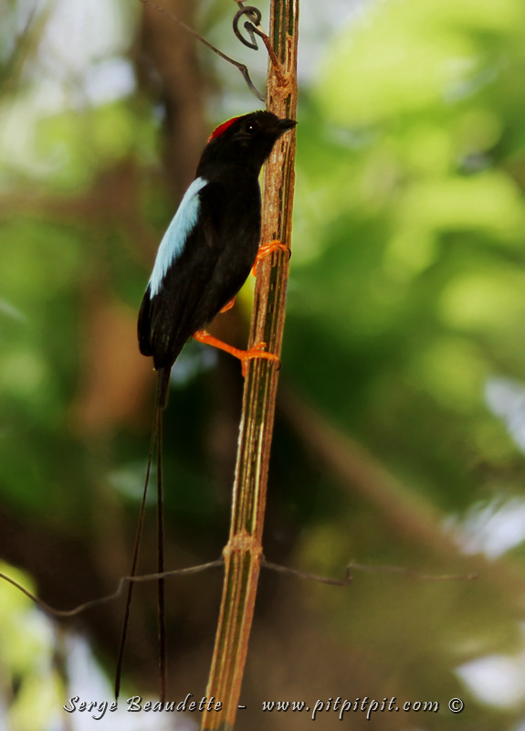 Manakin fastueux