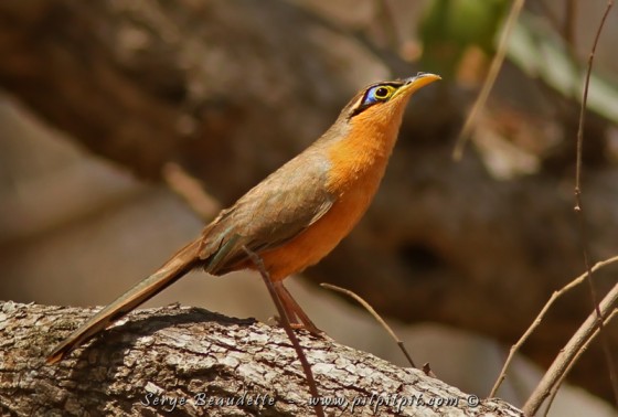 Dans la forêt tropicale sèche, une de mes plus belles observations à vie d'un oiseau pas du tout assuré: l'hyper discret Géocoucou de Lesson... le petit cousin tropical du "Road Runner"! ...Avec son maquillage, il est venu se perche tout à découvert, juste devant nous! WOW!!!
