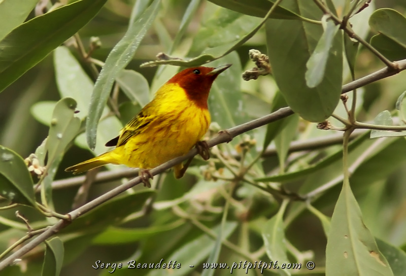 Paruline jaune