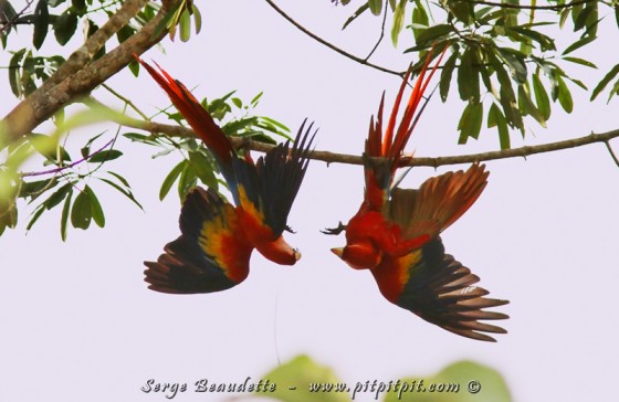 De retour dans la plaine, les Aras rouges, protégés, flamboyants et gigantesques font des balais amoureux, la tête en bas haut perchés! Des athlètes aux milles feux!