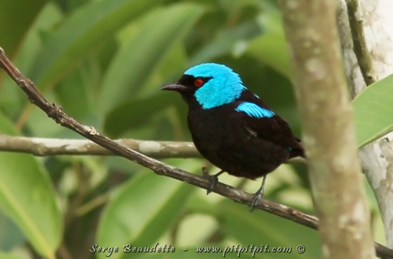 Au même endroit, un oiseau que je ne vois que trop brièvement chaque fois, mais qui nous a fait le cadeau d'une observation parfaite cette fois: le Dacnis à cuisses rouges!!!