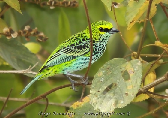 Et dans l'extrême sud du pays, visible seulement dans le circuit "Grand sud", le SPLENDIDE Calliste tiqueté!!! Quasiment irréel avec son dégradé de turquoise à vert fluorescent et jaune vif...!