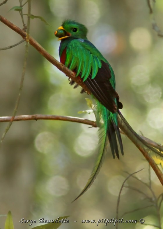 Comme nous avons été en mesure de le faire à CHAQUE voyage, pour celui-là aussi, nous verrons cette espèce qui est la "cible" de beaucoup de voyageurs: le CÉLESTE Quetzal resplendissant!!! ...Et ici, il a un fruit dans le bec, pour... (à suivre)