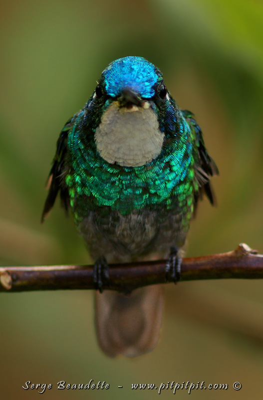 Aux mangeoires et abreuvoirs, les colibris sont très nombreux!!! De nouvelles espèces ne se laisseront voir qu’ici! C’est le cas du Colibri à ventre châtain, nommé ainsi en l’honneur de la femelle! Plutôt rare! Ici, le mâle avec sa belle couronne bleue métallique et sa gorge blanche qui tranche et qui lui a valu son nom anglais de « White-Throated Mountain-Gem ».