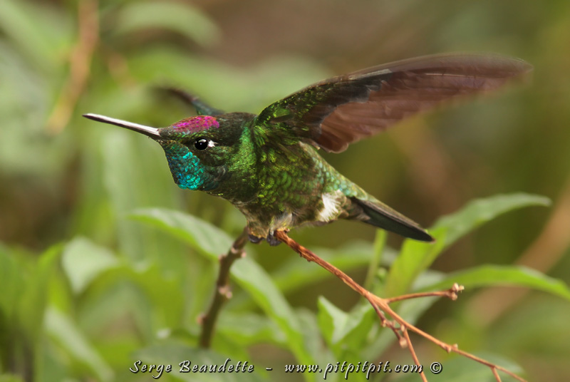 Et le plus gros ici, le Colibri de Rivoli, que je m’amuse à appeler le Colibri de « ravioli »! Surveillez bien sa couronne violette et sa gorge turquoise… (à suivre)