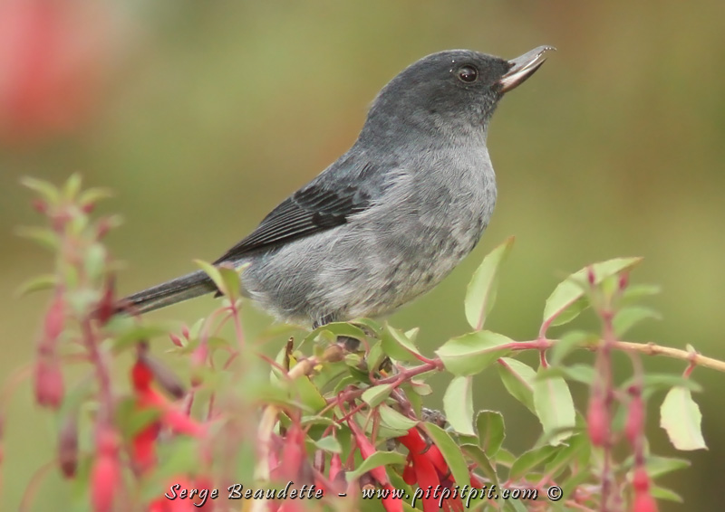 Dans les fleurs du jardin, un oiseau que tous attendaient avec impatience, le Percefleur ardoisé!!! Il porte ce nom parce qu’avec la pointe crochue de son bec, il perce la base de la corolle des fleurs pour aller boire le nectar, comme le font les colibris, mais sans devoir entrer dans la fleur, ni s’abreuver en volant!