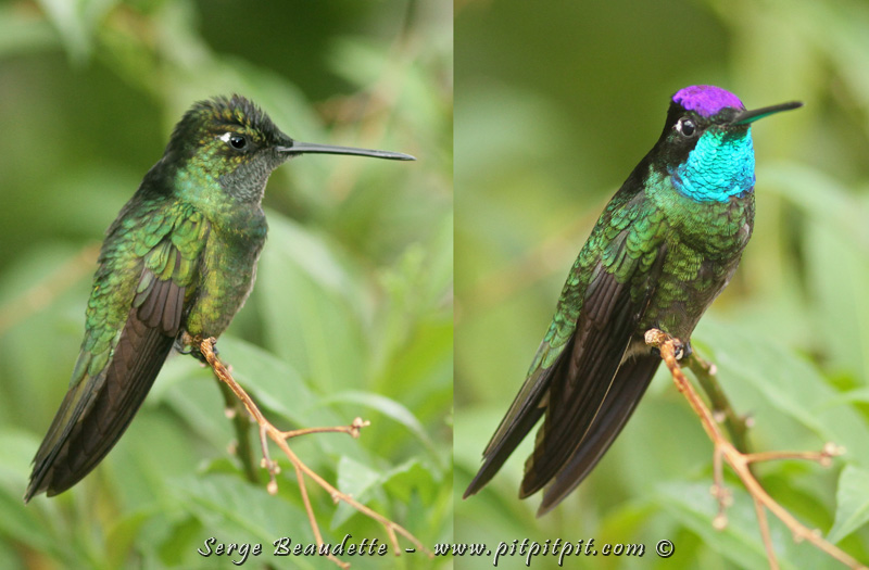 (Suite…) Comme plusieurs colibris et les oiseaux qui ont des plumes iridescentes, ce ne sont que dans un angle idéal de l’observateur, de l’oiseau et de la lumière, que les reflets apparaissent… Le même oiseau (ICI!) peut apparaître plus sobre et sans attribut… ou complètement flamboyant, juste en tournant la tête de quelques millimètres!!! La nature est d’une perfection impressionnante!!!
