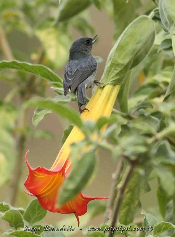 Tout à son aise, confortablement perché, le Percefleur ardoisé boit le nectar de fleurs aussi profondes que les daturas, en prenant un raccourci!!! En pleine action!