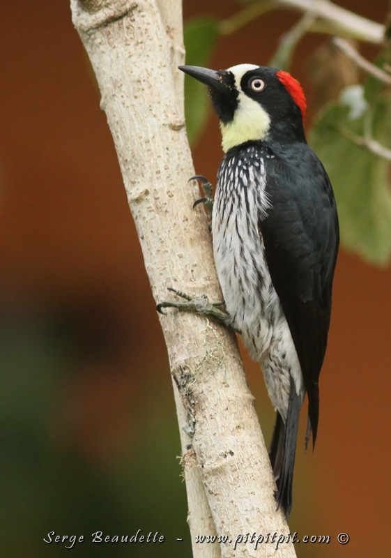 Même le Pic glandivore, une vraie vedette ici, viendra dans le jardin, à quelques mètres de nous, à hauteur des yeux, lui qui fréquente plutôt les sommets des arbres morts habituellement. Un régal!