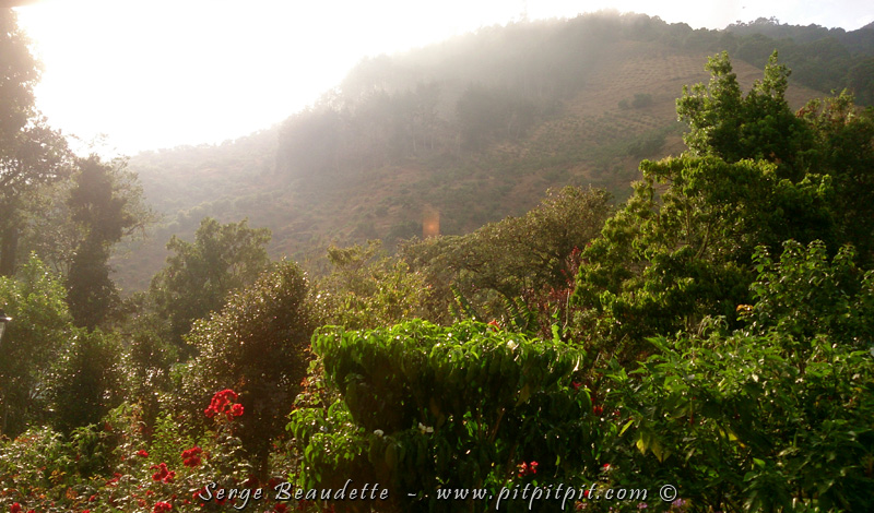Une autre magnifique journée se lève sur la vallée du Savegre! Le jardin ici est luxuriant comme il est difficile de l’imaginer! En après-midi, nous aurons notre 2e 30 minutes de pluie de TOUT LE VOYAGE!!! Et encore, ce ne sont que des petites gouttes, qui, dans ce cas-ci, réveillent les odeurs, mais aussi et surtout, viennent faire ressortir les couleurs, les textures, le lustre de la végétation… c’est une ambiance fraîche et magique, avec le soleil qui revient, sans même avoir pris le temps de se laisser désirer!!!
