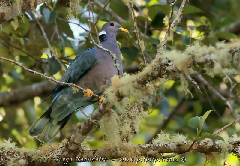 Je soupçonne que l’énorme oisillon capturé par la Chevêchette du Costa Rica (photo précédente) soit un bébé du Pigeon à queue barrée, un gros pigeon d’altitude…! Nous les voyons souvent voler très haut, et très rapidement… J’ai eu la chance d’en immortaliser un ici, qui commençait à construire un nid! Espérons que ses jeunes auront plus de chance que l’autre…
