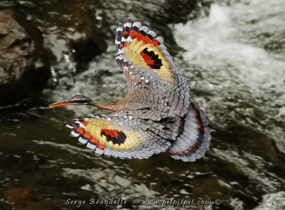 Et nous finissons cette tournée EXCEPTIONNELLE et RECORD, avec l'observation de l'espèce au plumage le plus fascinant et surprenant que je connaisse, dans des conditions plus que parfaites: la Corale soleil!!! Le motif de ses ailes, lorsqu'elles sont déployées seulement (sinon, nous ne voyons qu'un oiseau terne, gris,...) imite un énorme visage pour effrayer les prédateurs potentiels!