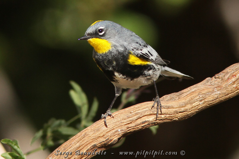 Vous la reconnaissez celle-là? Oui, c'est la Paruline à croupion jaune... mais vous ne trouvez pas qu'elle a quelque chose d'étrange? Elle a la gorge jaune!!! C'est la sous-espèce d'Audubon, de l'Ouest! Toutes leurs "croupion jaune" sont comme ça là-bas... alors que toutes les nôtres ont la gorge blanche! Un peu d'exotisme sur une espèce plus commune par ailleurs!