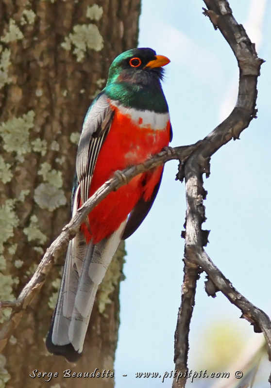 ...Et l'OISEAU d'entre TOUS, le PLUS RECHERCHÉ de tout le voyage... le TROGON ÉLÉGANT!!! OUI, OUI! Un Trogon aux États-Unis!!! Qui a dit que c'était une famille d'oiseaux de pays tropicaux? Je vous l'accorde, c'est l'exception qui confirme la règle!!! Lui, on le cherche parfois longtemps! Heureusement, chaque fois, nos efforts ont été récompensés au centuple!!! Extrêmement discret (pour un Trogon), rare, vous dire le bonheur que nous ressentons quand nous l'observons enfin!!!! Nous avons même eu la chance de le voir au nid! Et lors de la dernière édition, nous avons vu 5 mâles différents sur différents sites...! Un soupçon de chance mélangé à nos efforts, une bonne préparation, et une bonne connaissance de l'espèce!