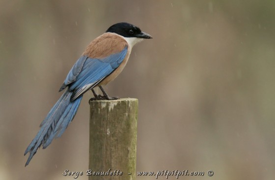 Pie bleue