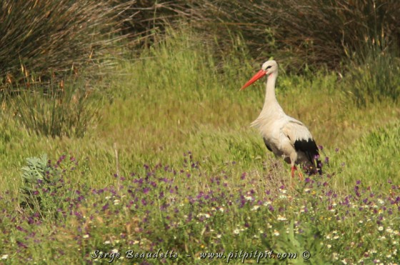 Cigogne blanche