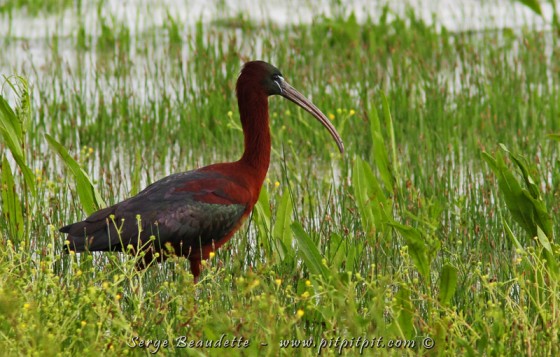 Ibis falcinelle