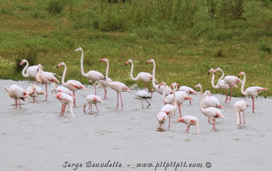 Flamants roses