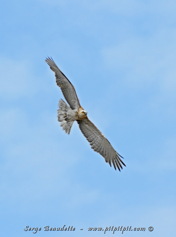 …Quelques énormes Circaètes Jean-le-Blanc…