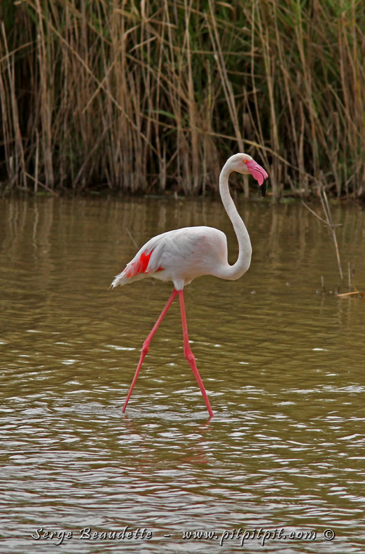 Nous observerons des milliers d'oiseaux encore! Les Flamants roses sont omniprésents et en grands groupes!