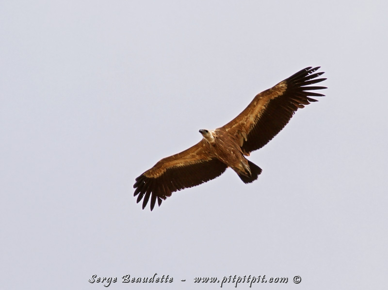 Dans la catégorie des « grands volants », mon tout premier vautour à vie : le Vautour fauve! Je savais que j’allais le voir, mais je ne m’attendais pas à le voir ici! Il vole contre un fort vent, sans battre des ailes (il n’aime tellement pas battre des ailes que pour le faire, il doit vraiment en être obligé!) Il s’en vient vers nous très très lentement. C'est presque stationnaire qu’il avance, nous laissant tout le temps nécessaire (et même plus) pour l'admirer et s'émerveiller de cette capacité à AVANCER, même contre le vent, SANS battre des ailes!