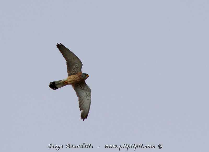 Nous arriverons à observer une superbe colonie d'une vingtaine d'individus installés dans un bâtiment désaffecté. Et nous observerons un Faucon hobereau! 