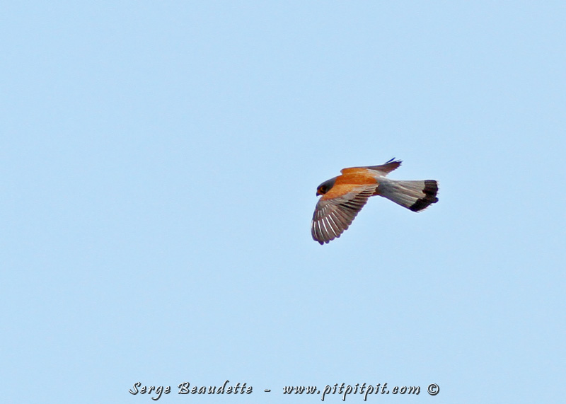 …Plusieurs petits Faucons crécerelle… et leurs cousines BEAUCOUP PLUS RARES et PROTÉGÉES: les Faucons crécerellettes! 