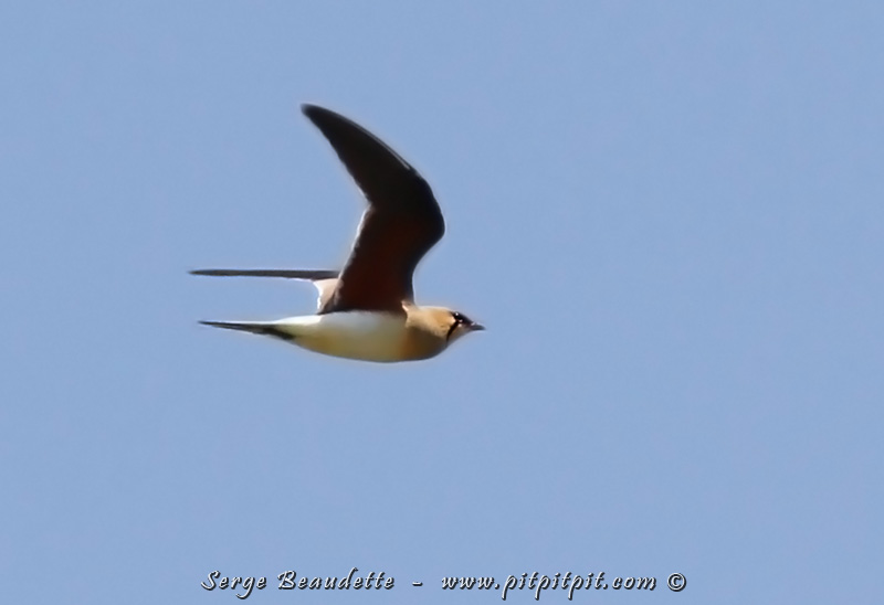 Et je serai littéralement fou de joie de voir à quelques reprises, dont celle-ci où un individu est passé rapidement juste au dessus de nous, la très distinguée Glaréole à collier!!! Un oiseau que j’espérais beaucoup voir!