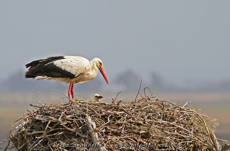 ...ET nous les voyons aussi au NID!!! Même avec leurs petits bébés!!!