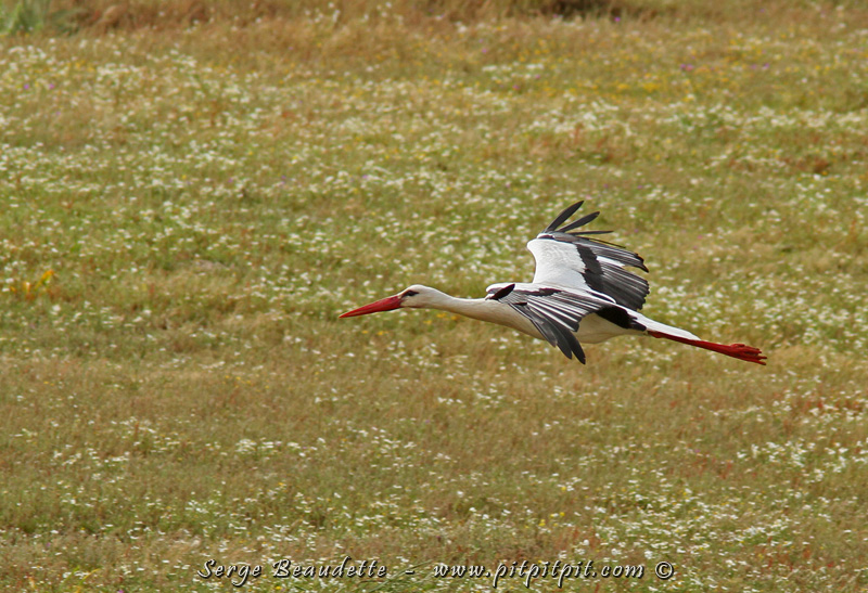 Notre magnifique 2e journée du voyage se poursuit! Nous voyons de très nombreuses Cigognes blanches, dans toutes les circonstances imaginables... en vol...