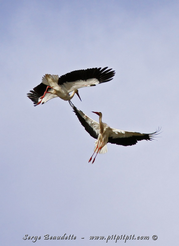 Et j'en surprends même deux qui exécutent dans des interactions aériennes, une danse et des prouesses impressionnantes! (1/3) 