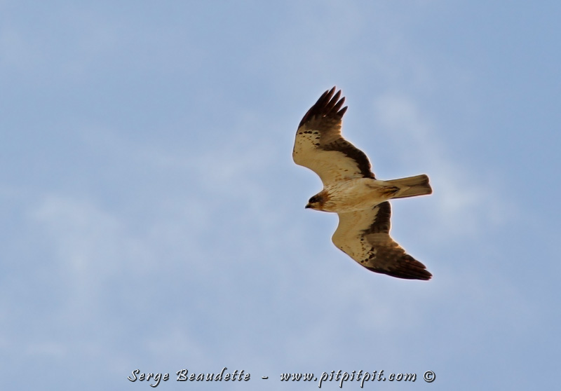 Nous verrons plusieurs Aigles bottés (oui, oui, comme le chat!)