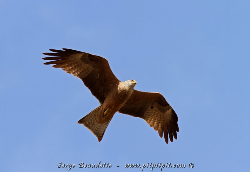 La diversité des espèces d'oiseaux de proies ici est carrément impressionnante!!! Voici seulement un aperçu de ce qui se présente à nous, dans la même journée... Le plus abondant, présent partout, le Milan noir! 