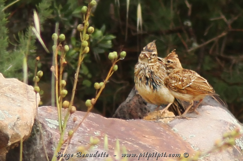 Nous verrons même un jeune harcelant littéralement son parent pour être nourrit! (Crochevis huppé)