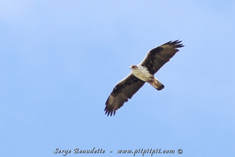 En plus de ça, nous avons observé 3 espèces que nous n'espérions même pas voir!!! Entre autres, le majestueux Aigle de Bonelli!