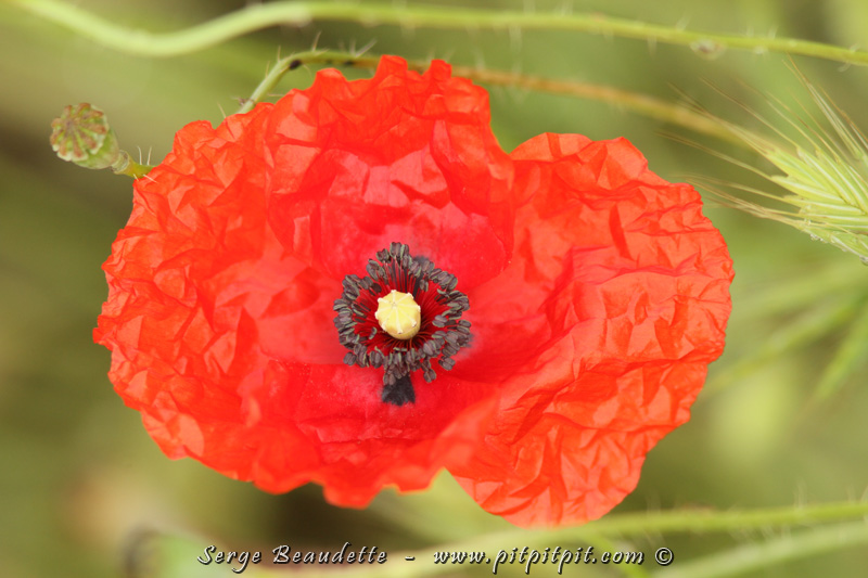 (Pavot, une fleur qui semble être bricolée en papier de soie...)