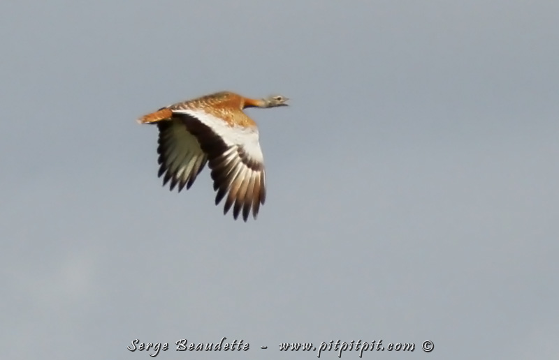 Mais alors que nous marchons tout doucement... En vol, pas si loin de nous, il y en a une qui passe!!!!!!! Pour la photo espérée pour ma fête! Une très très belle observation! Comble de chance, c'est mon 8e lifer de la journée... Et ça, ça veut dire que comme j'étais à 92 lifers en finissant la journée hier, c'est mon 100e lifer du voyage!!! Ça ne me vaudra pas une « bascule », mais une bien belle roulade!!! 