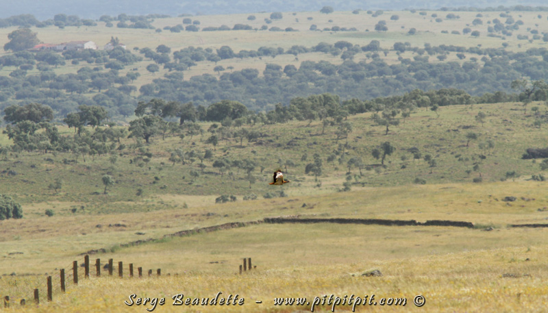 Nous trouvons enfin une OUTARDE BARBUE!!! Elle doit bien être à plusieurs centaines de mètres!!! Même ÉNORME, avec un plumage TRÈS caractéristique et voyant, et en terrain dégagé, c'est presque un acte de foi tellement elle est loin! Pas étonnant... C'est un oiseau qui a été chassé à l'extrême depuis toujours... et elle est même complètement disparue de France, et de plusieurs endroits d'Europe où elle se trouvait jadis. Nous sommes dans un refuge pour elle et là où il y a les plus grandes concentrations de l'espèce et encore, elle est très peu présente. Visible, grosse, colorée, en terrain ouvert, et surchassée, ça explique qu'elle soit si craintive et qu'elle garde ses distances des "méchants humains"! 