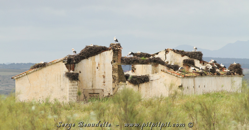 Nous allons prendre le diner dans un superbe endroit en milieu champêtre et de la propriété, nous pouvons contempler des ruines sur lesquelles les Cigognes font leur nid, nombreuses! De là, en attendant le repas, nous verrons aussi notre première Chevêche d'Athéna, une petite chouette qui affectionne les ruines!
