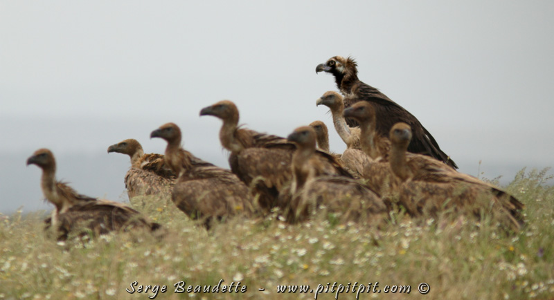 Le Vautour moine est plus rare mais domine le Vautour fauve. Nous en voyons un autre, vraiment tout près, alors que nous avons la chance d'arriver en plein festin et qu'un grand groupe est là pour y participer!