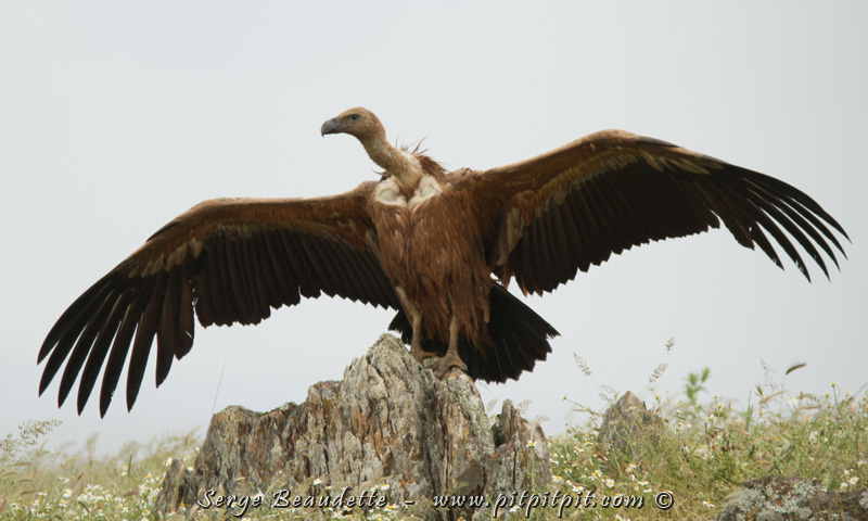 Bien que plus abondant, le Vautour fauve reste un oiseau extrêmement imposant et impressionnant! Surtout quand il ouvre toutes grandes ses longues ailes pour la photo! 