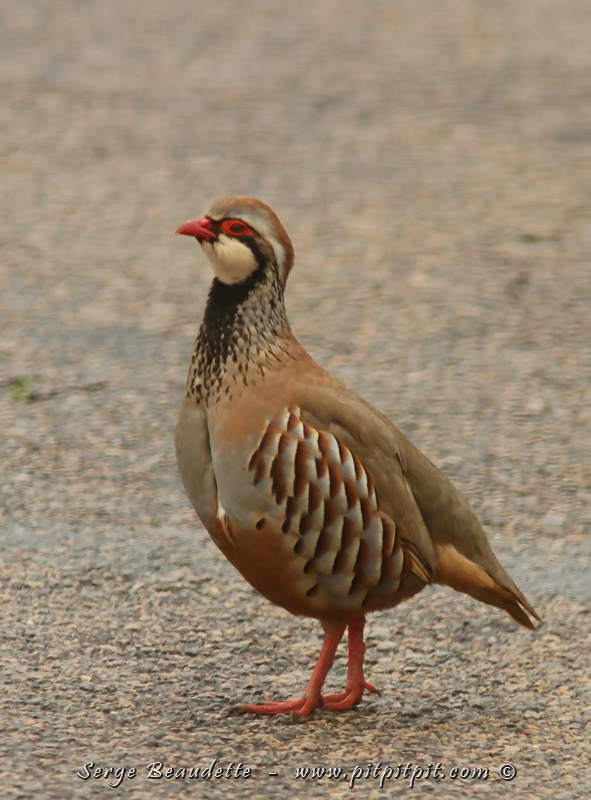 Nous verrons d'abord un groupe mixte des 2 espèces de Gangas en vol, à partir du bus... Pas l'observation du siècle mais ça montre que nous sommes au bon endroit! (Les Gangas seront trop loin pour la photo... mais pas leur cousine la Perdrix rouge qui traversera tranquillement juste devant l'autobus!)