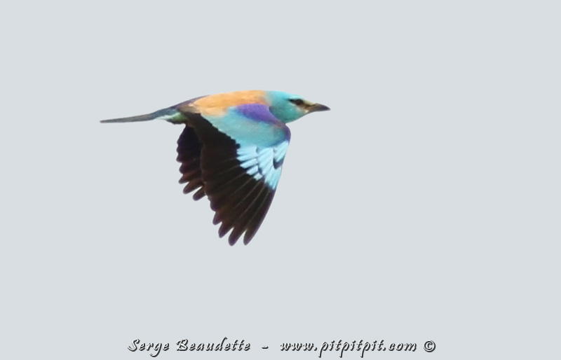 En vol, le Rollier d'Europe est juste FLAMBOYANT, presque irréel!!! 