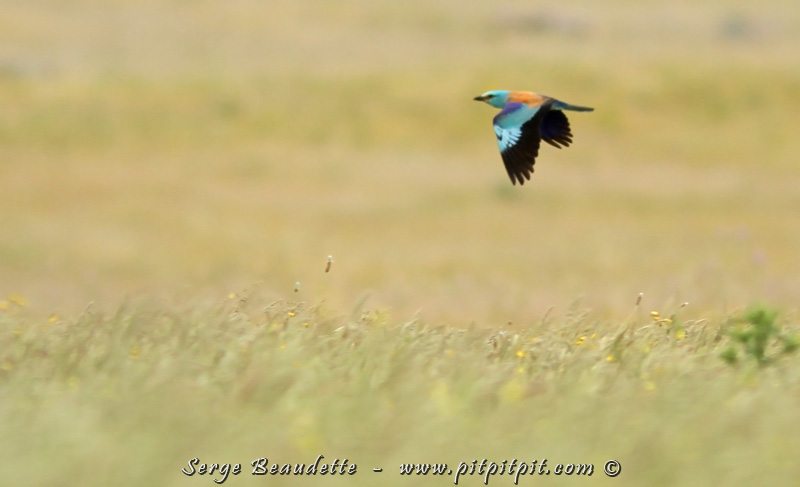 Après un gros diner qui nous donne plus envie de rouler sur nous-mêmes que de marcher, nous reprenons la route et l'objectif est un des plus beaux oiseaux du voyage... Arrivé sur place, il est là!!! Il s'agit du Rollier d'Europe! C'est une des plus belles espèces que j'ai vu dans ma vie!!! C'est pas peu dire! 