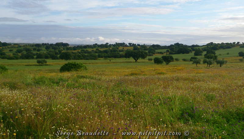 Nous arrivons dans les plaines spéciales que nous cherchons, des plaines spéciales qui sont le refuge du pays pour 4 espèces spéciales et très recherchées: le Ganga cata, Ganga unibande, l'Outarde canepetière, et l'espèce LA PLUS ESPÉRÉE, l'oiseau volant LE PLUS LOURD du MONDE: la SPECTACULAIRE Outarde barbue (mon souhait de fête!)