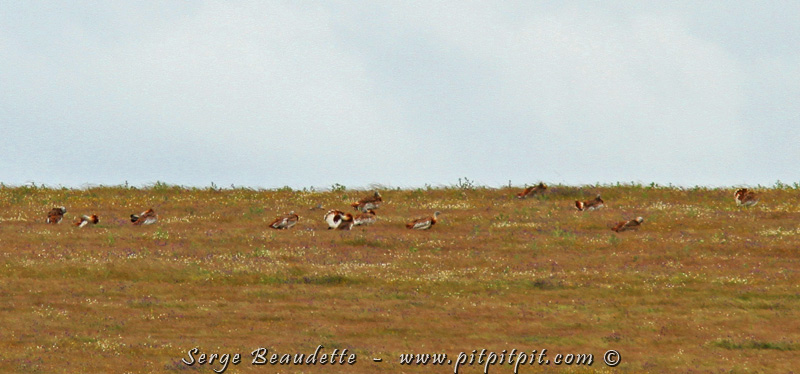 Nous continuons nos visites des plaines tout l'après midi, et nous trouverons plusieurs Outardes barbues, et même un groupe très impressionnant de 13 Outardes ensemble juste avant de rentrer! Sur les autres occasions d'observations, nous améliorerons la qualité des observations, en les voyant souvent de plus près, dans des affûts notamment, et même certaines en parade!!! C'est hyper impressionnant!!!