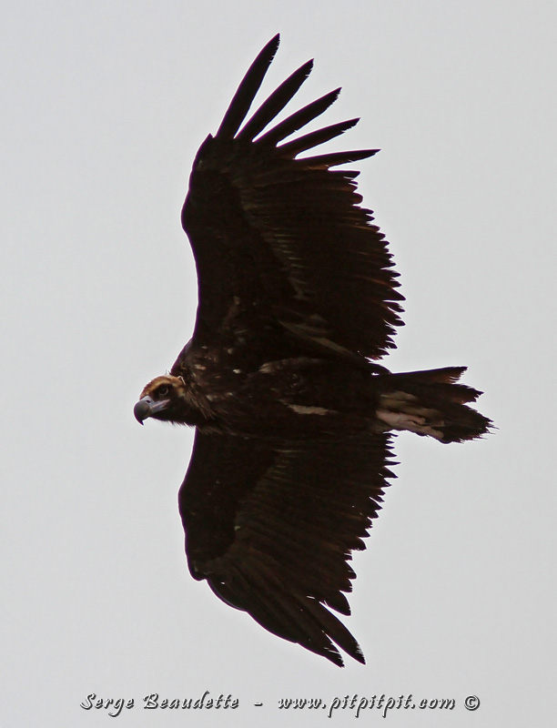 Aussitôt débarqué du bus, en 5 minutes nous trouvons l'Outarde canepetière!!! Pour vous dire, ce n'est pas qu'elle soit abondante... en une journée complète à visiter, chercher et scruter à la loupe toutes les plaines sur notre passage, nous n'en verrons que 3! Mais oui! La première, nous la verrons après 5 minutes de recherche! Nous poursuivons notre exploration, un premier Aigle royal se pointe!  Suivi par notre premier et rarissime VAUTOUR MOINE, beaucoup plus rare que le Vautour fauve celui-là!