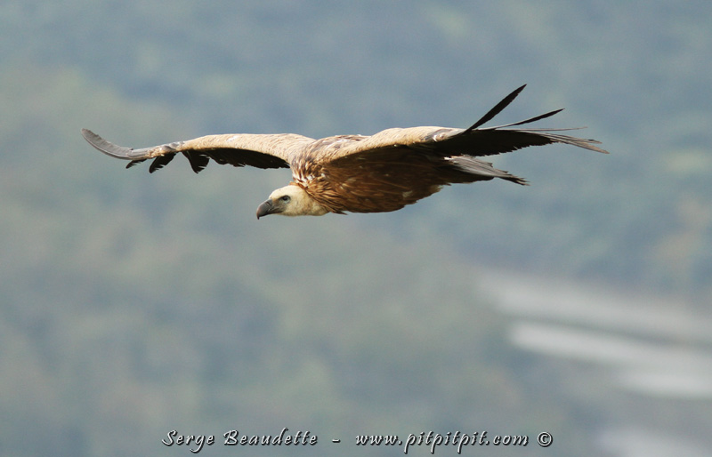 Les vautours de presque 3 mètres d'envergure (presque 9 pieds!), qui passent juste devant nos yeux, par dessus nous, à hauteur d'oeil... et même, de très nombreux, sous nous!!!  
