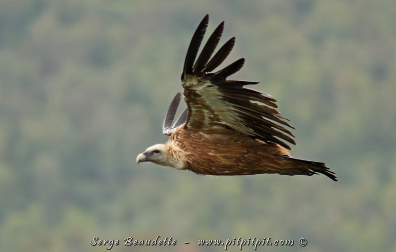 Nous les voyons dans toutes les circonstances, sous tous les angles, volant par centaines dans des ascendances thermiques, etc...